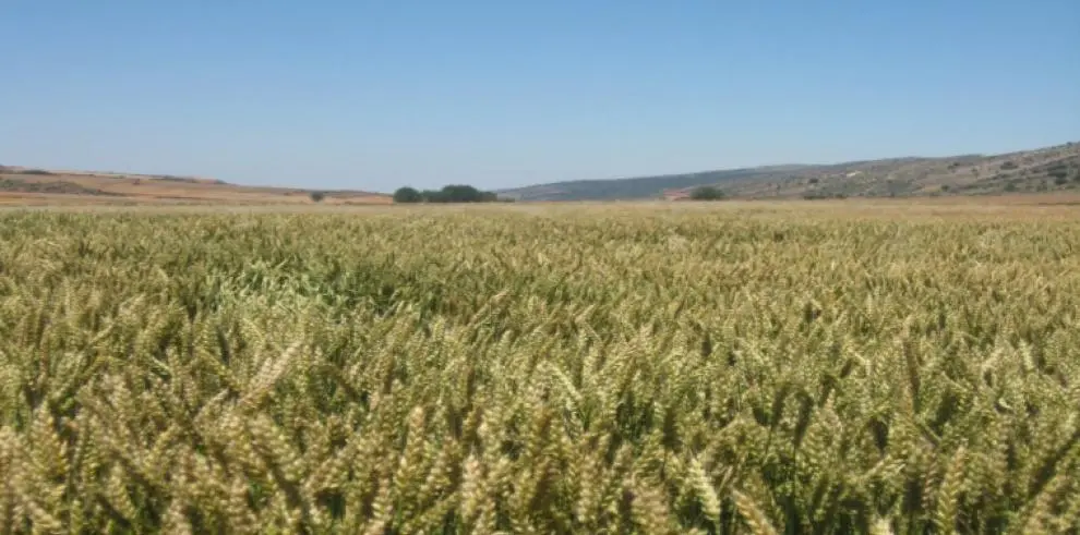 campo trigo agricultura