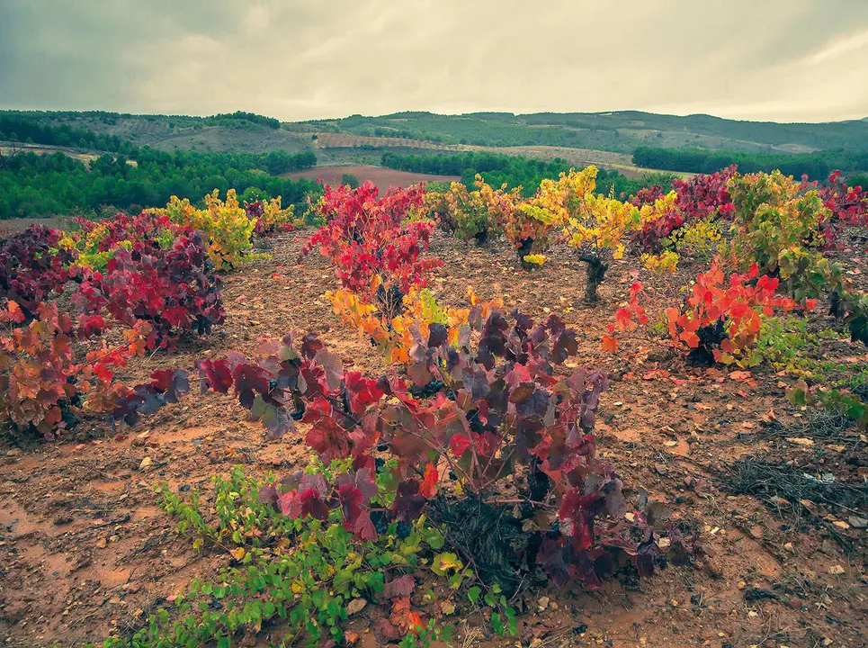 DO Calatayud | Vi&ntilde;edo Extremo