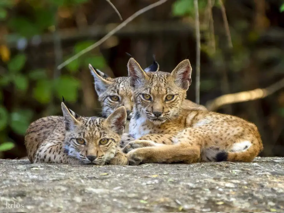 Linces en Extremadura