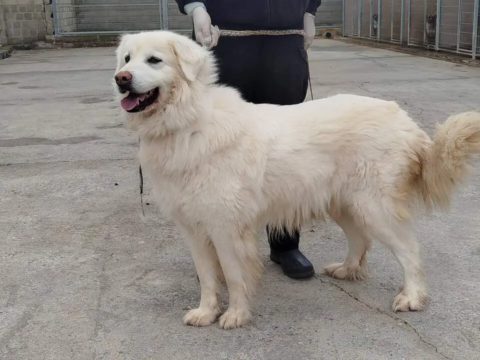 20260211 DPZ recogida animales