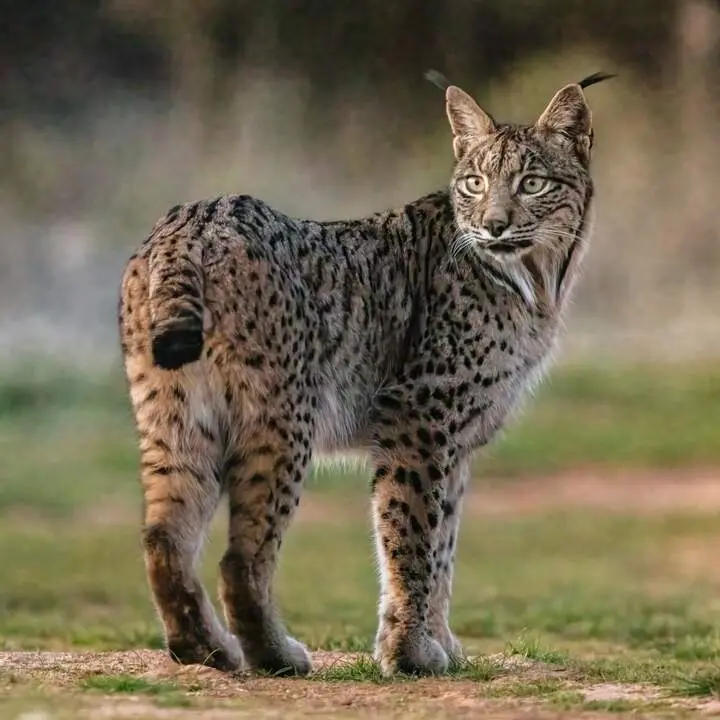 20260219 px-Lince_ib&eacute;rico_(Lynx_pardinus),_Almuradiel,_Ciudad_Real,_Espa&ntilde;a