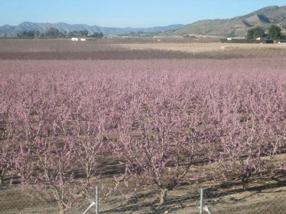 20260220 jornadas fruticultura CITA