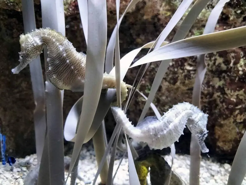 20260227 caballitos de mar Acuario Zaragoza
