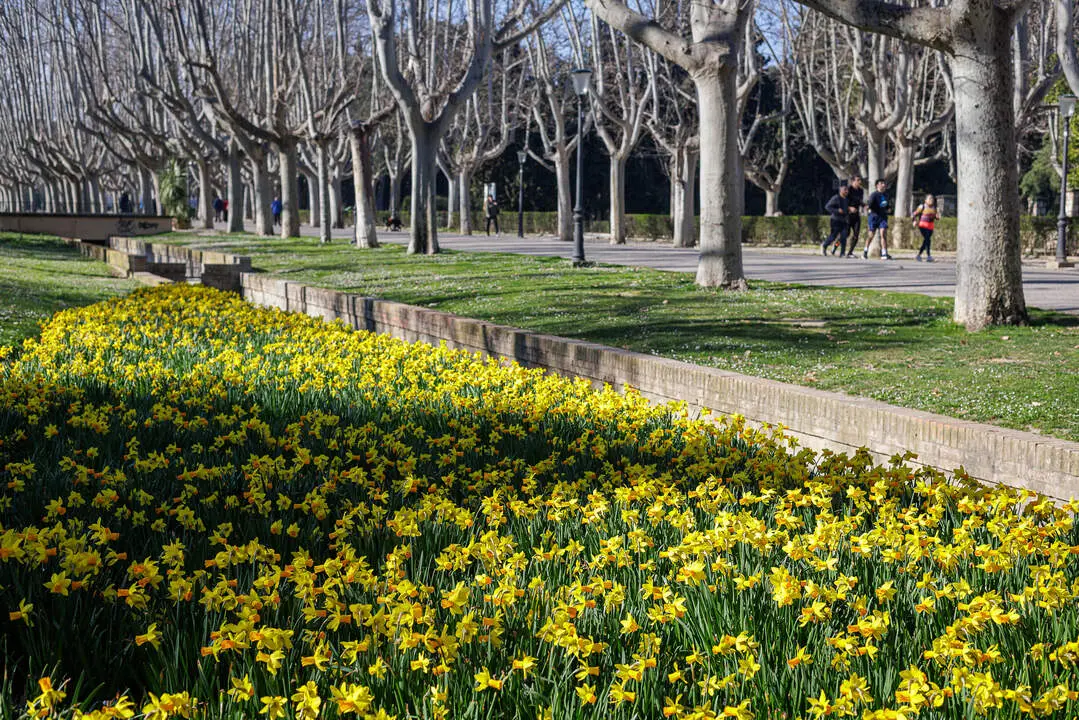 20260228 PArque grande Tulipanes NArcisos flores Zaragoza