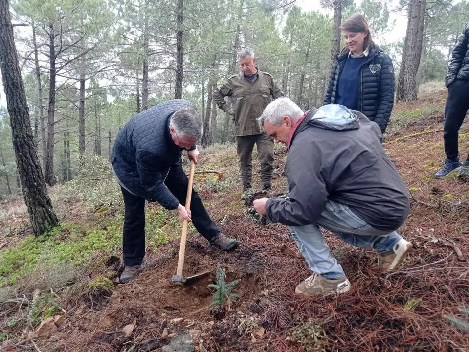 20260310 plantacion 4000 pinsapos orcajo conservacion