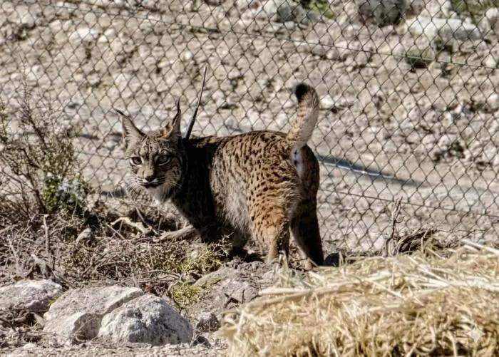 20260317 Lince Iberico Zaragoza