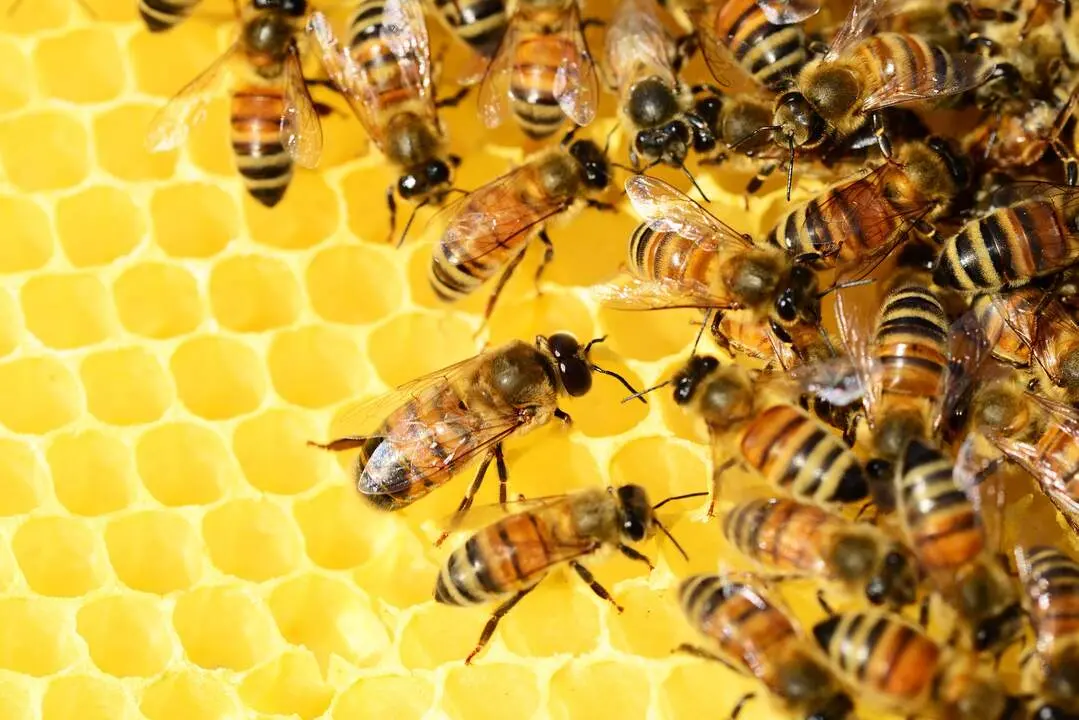 20260319 colmenas abejas miel