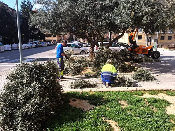20260323 Huesca Poda olivos 1