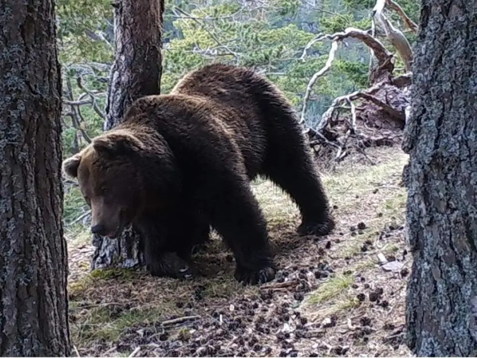 20260326 Oso Cannellito