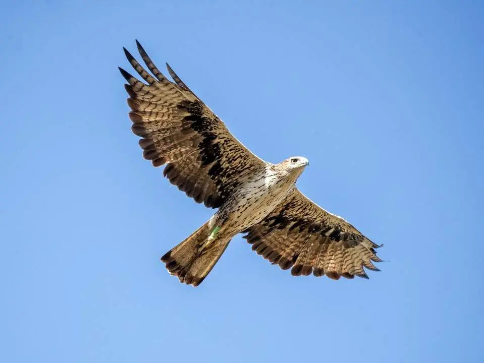 20260405 Aguilas Bonelli Aragon reproduccionsierra guara