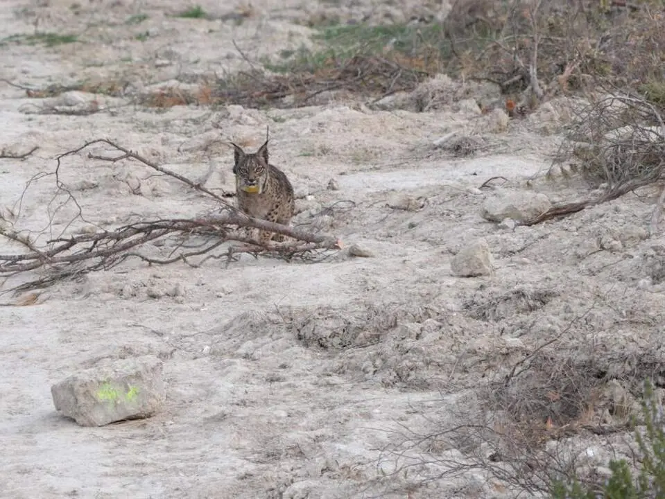 20260413 Lince Iberico Aragon Wynx Windtail Valle Ebro