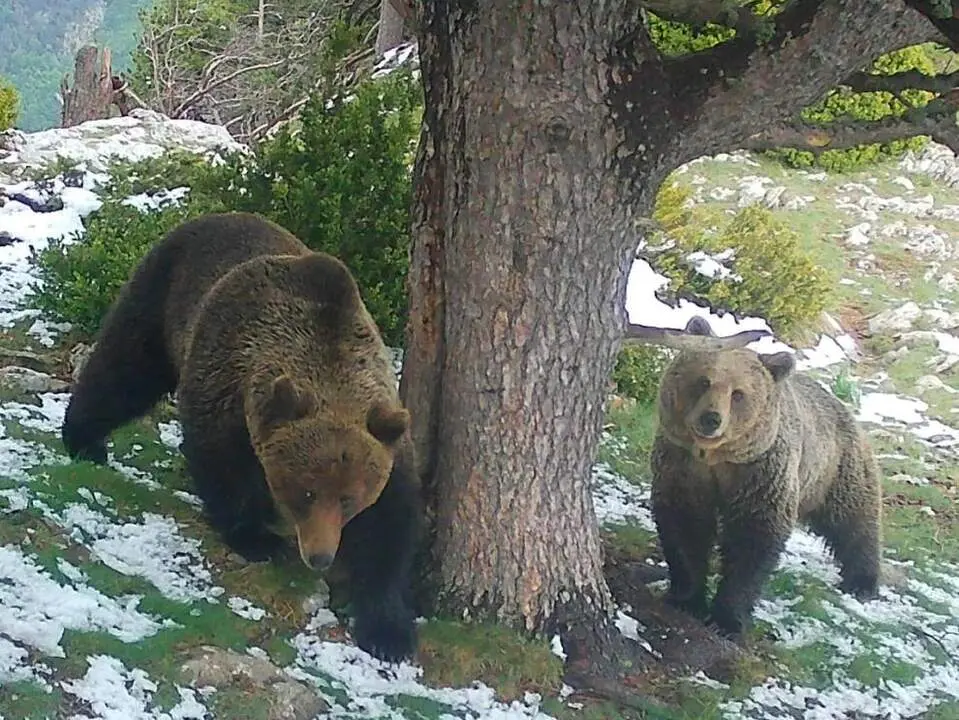20260527 Osezno Trepador oso pirineo