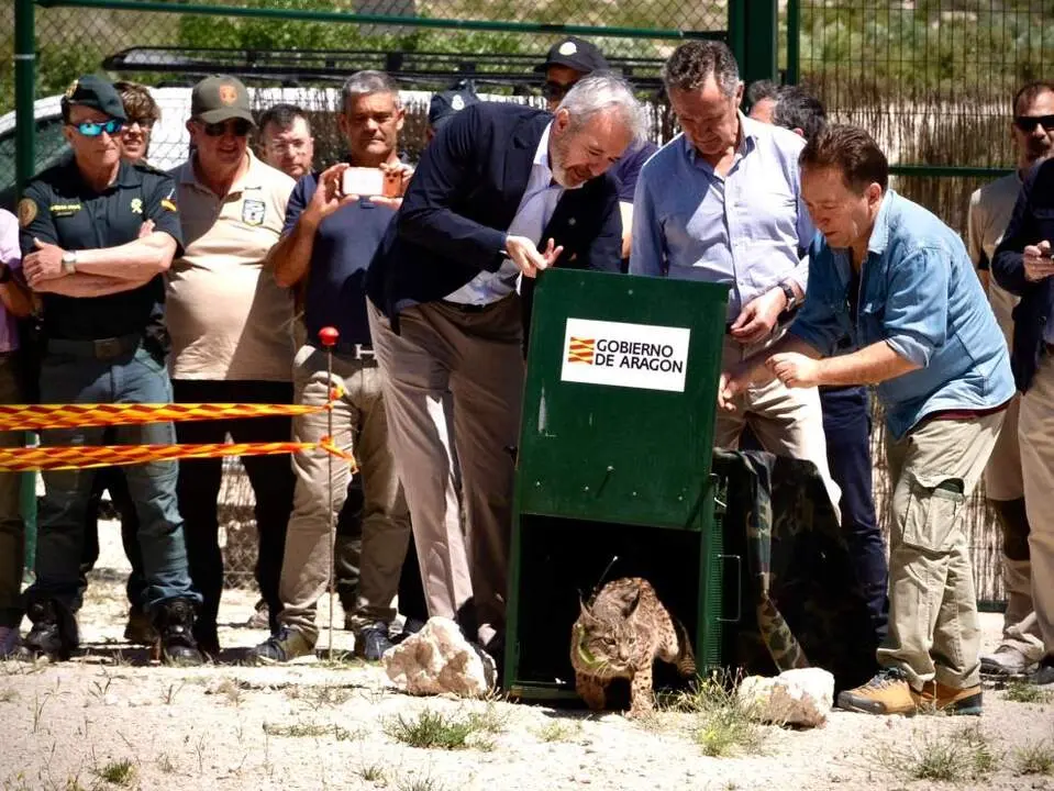 20260603 Linces Ibericos Werva Wound tercera pareja Aragon