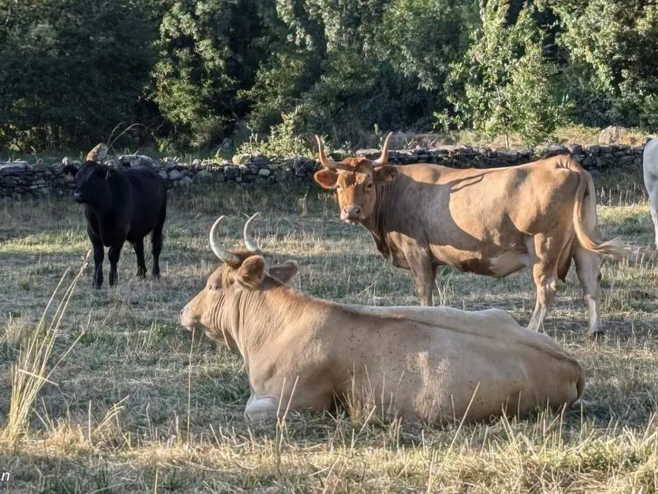 20260613 CITA analisas cientifico carne vacuno
