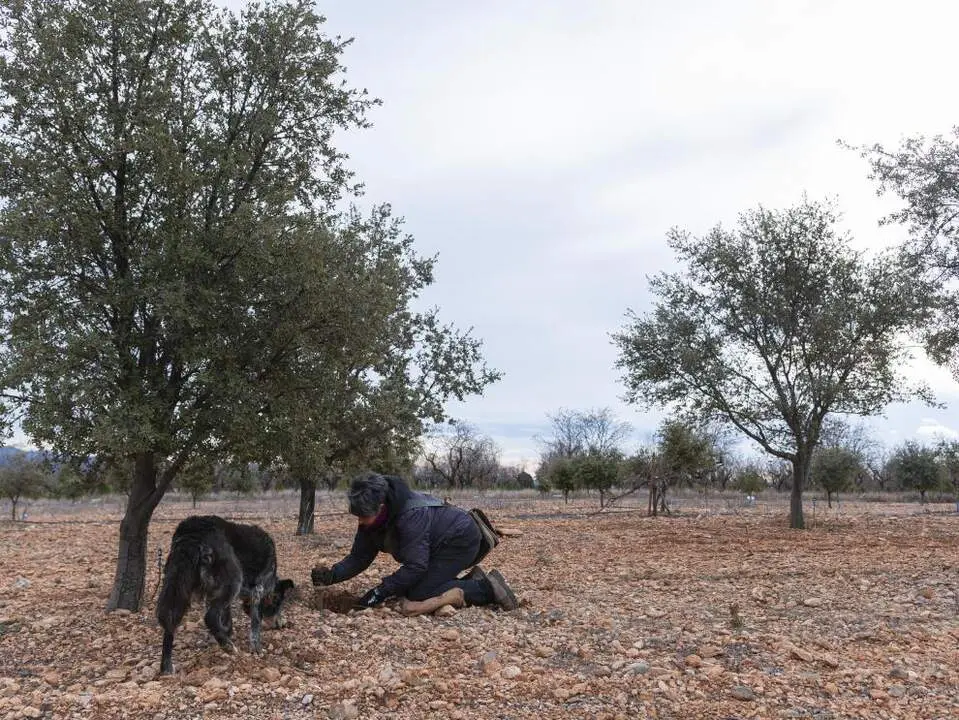 20260629 ayudas teruel productos agricultura