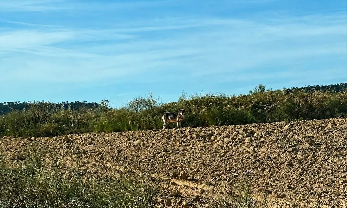 20260702 Alca&ntilde;iz ataques Lobo