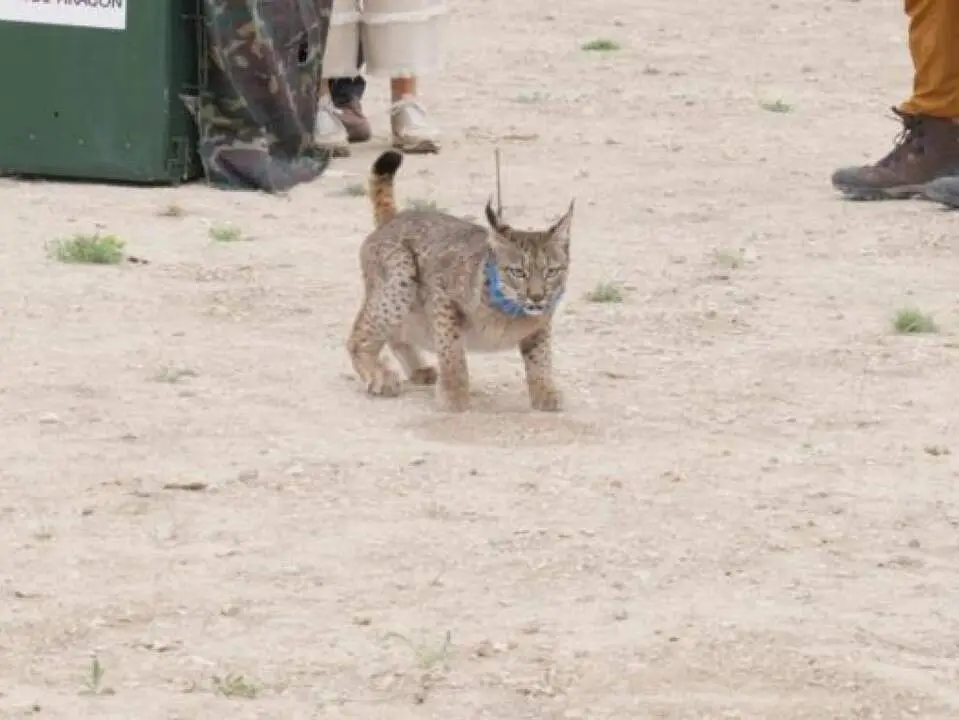 20260707 waka muere lince iberico