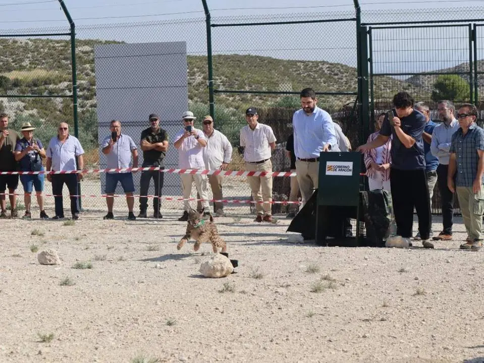 20260709 Aragon naturaleza lince iberico WEPE