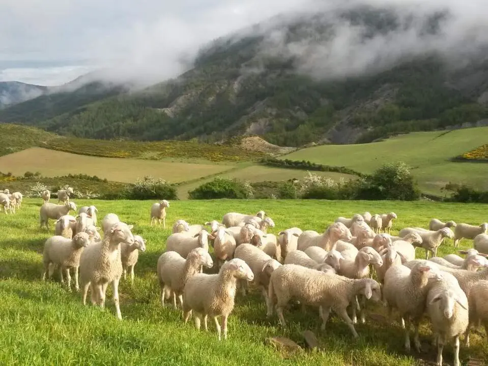 20260712 ayudas europeas PAC ovino ganaderia