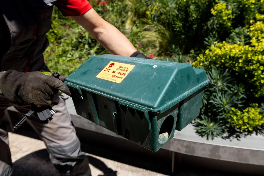 Operario colocando trampas con cebo para los roedores en la plaza de Miguel Salamero