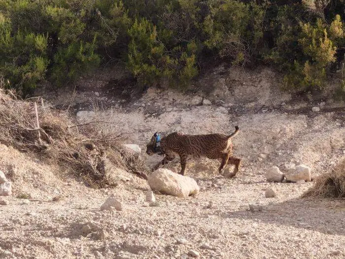 20260723 Walqa lince iberico aragon 1 a&ntilde;o