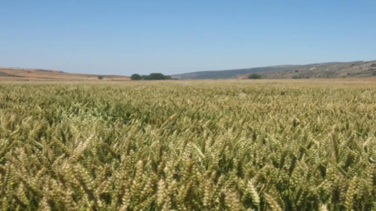 campo trigo agricultura
