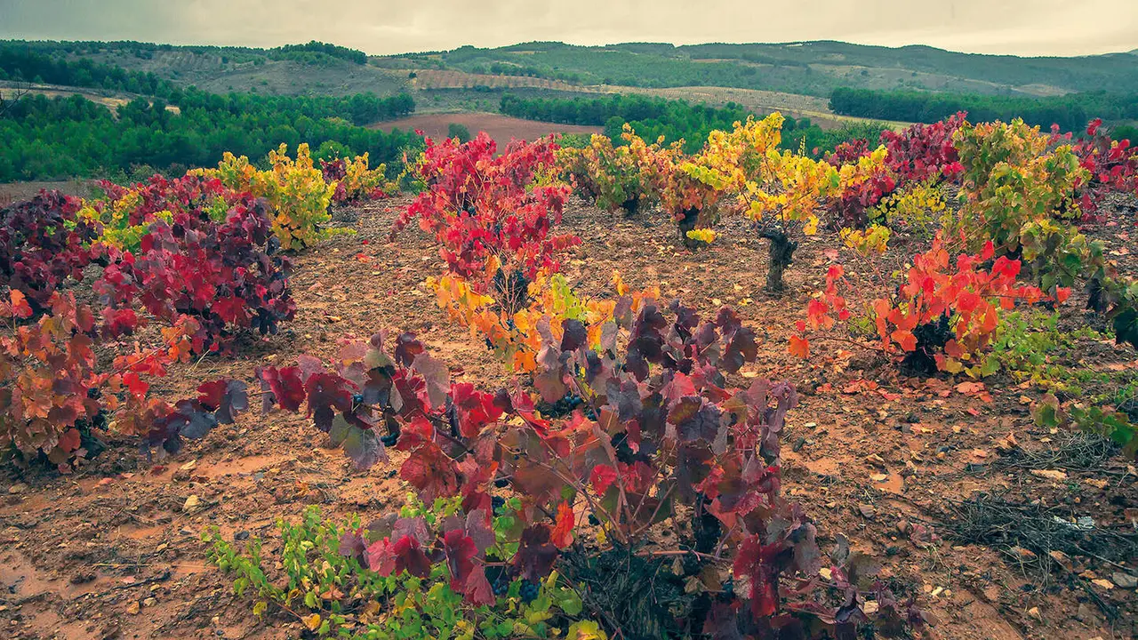 DO Calatayud | Vi&ntilde;edo Extremo