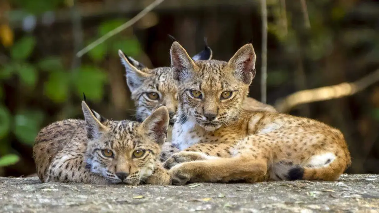 Linces en Extremadura