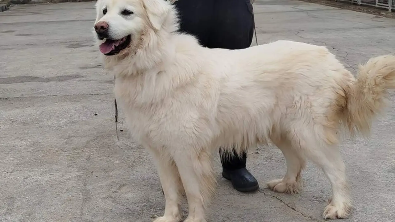 20260211 DPZ recogida animales