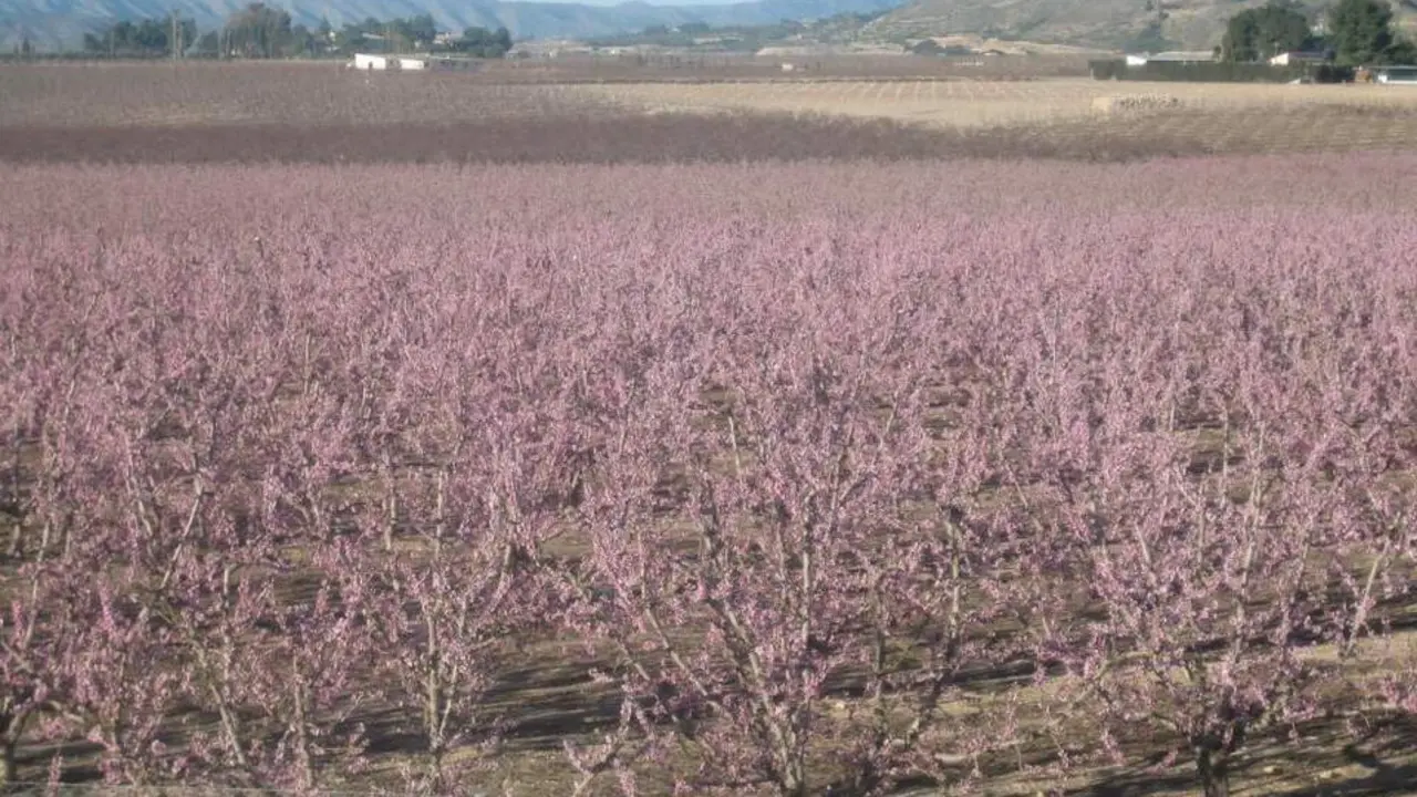 20260220 jornadas fruticultura CITA