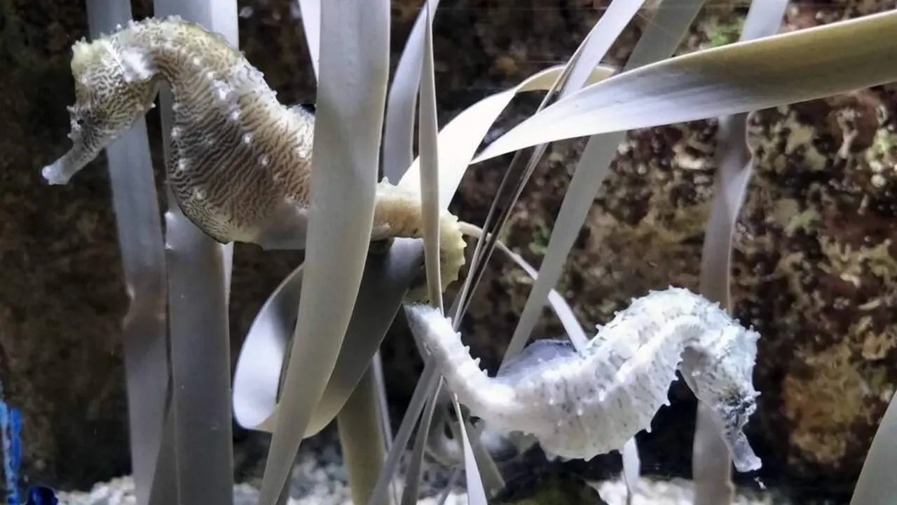 20260227 caballitos de mar Acuario Zaragoza