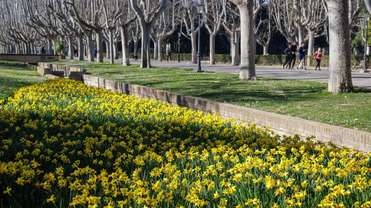 20260228 PArque grande Tulipanes NArcisos flores Zaragoza