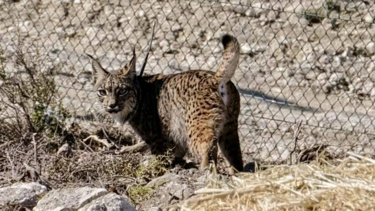 20260317 Lince Iberico Zaragoza