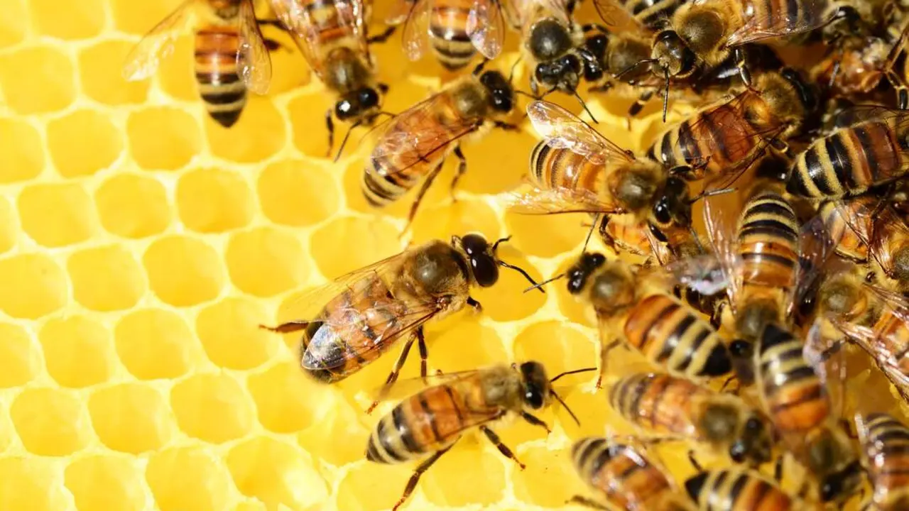 20260319 colmenas abejas miel