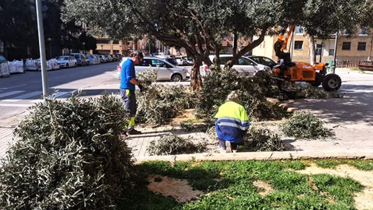 20260323 Huesca Poda olivos 1
