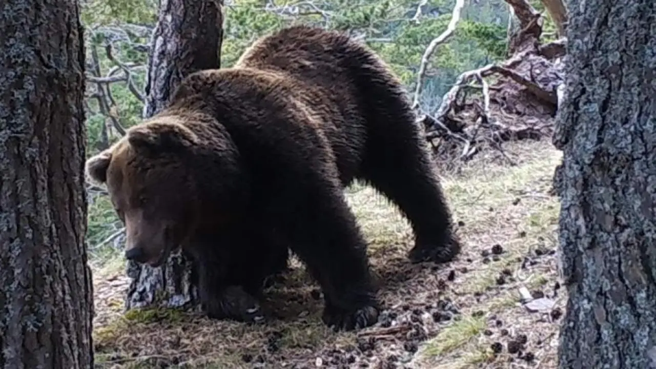 20260326 Oso Cannellito
