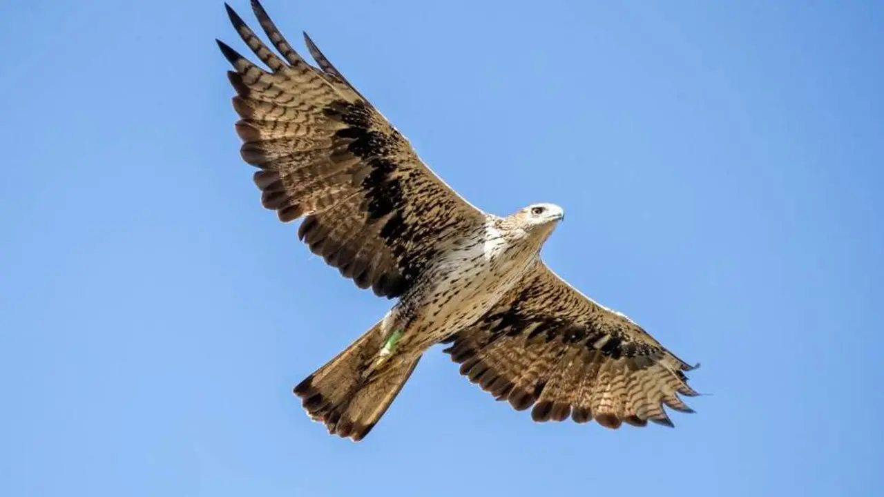 20260405 Aguilas Bonelli Aragon reproduccionsierra guara