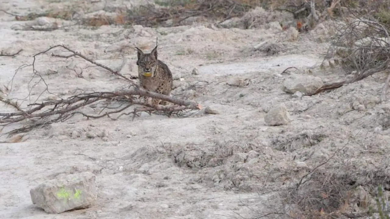 20260413 Lince Iberico Aragon Wynx Windtail Valle Ebro