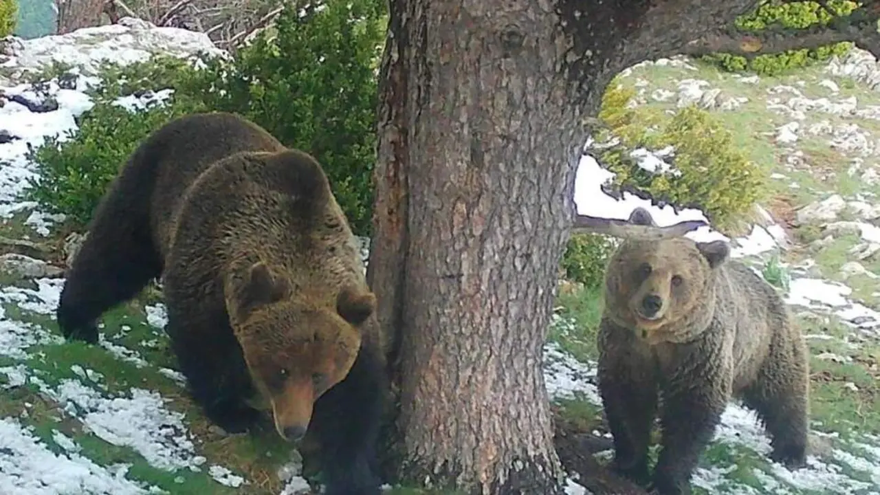 20260527 Osezno Trepador oso pirineo