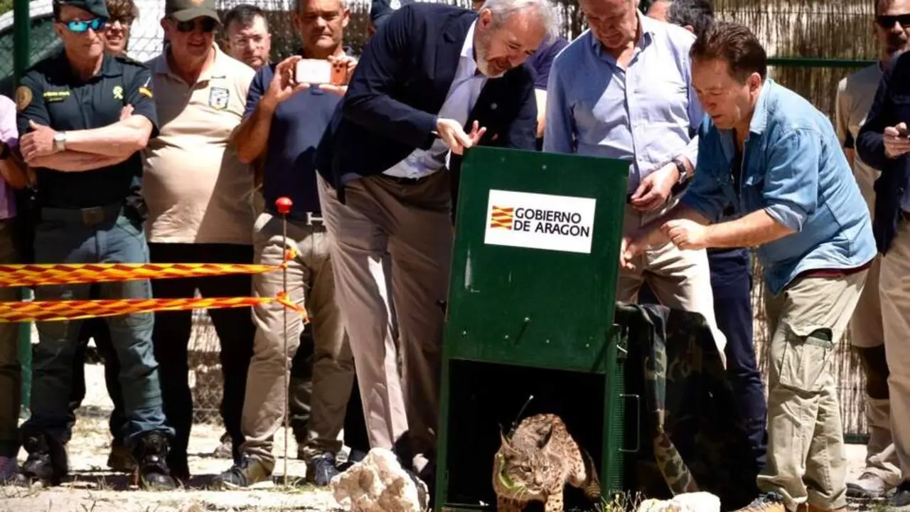 20260603 Linces Ibericos Werva Wound tercera pareja Aragon