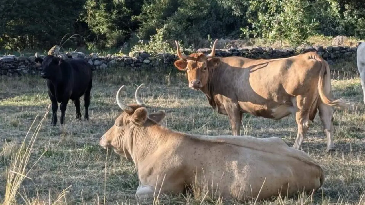 20260613 CITA analisas cientifico carne vacuno