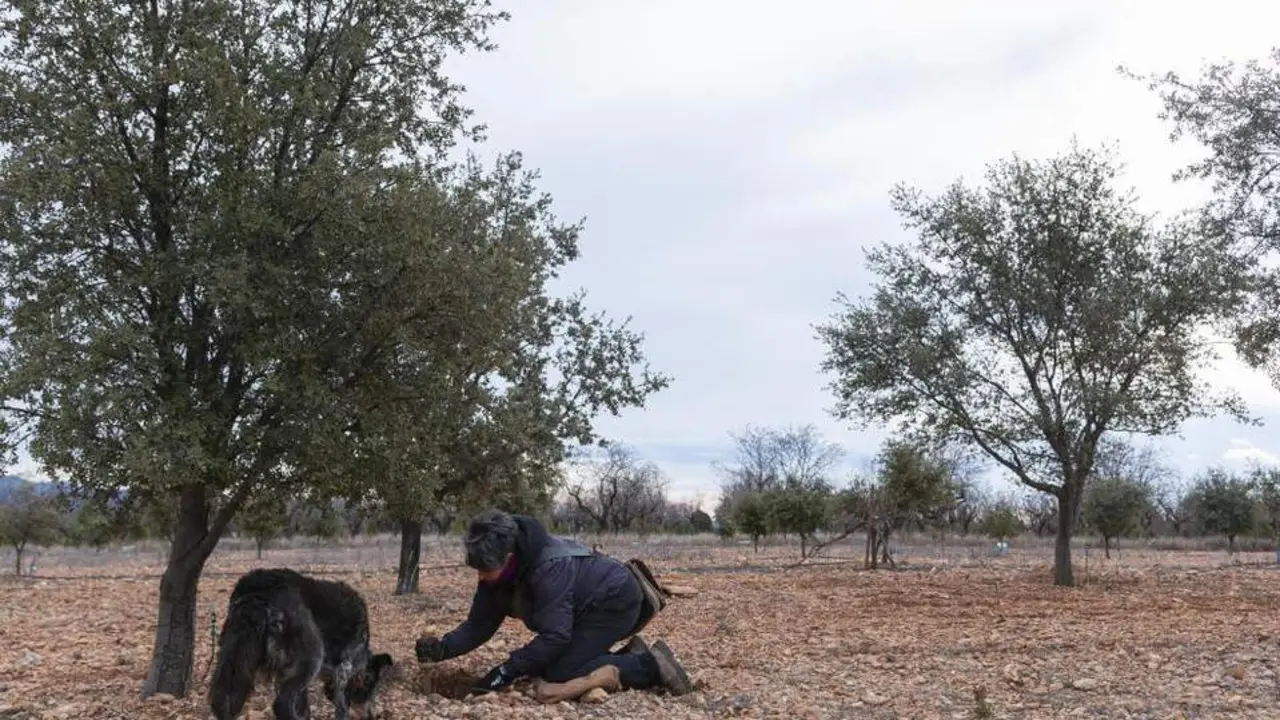 20260629 ayudas teruel productos agricultura