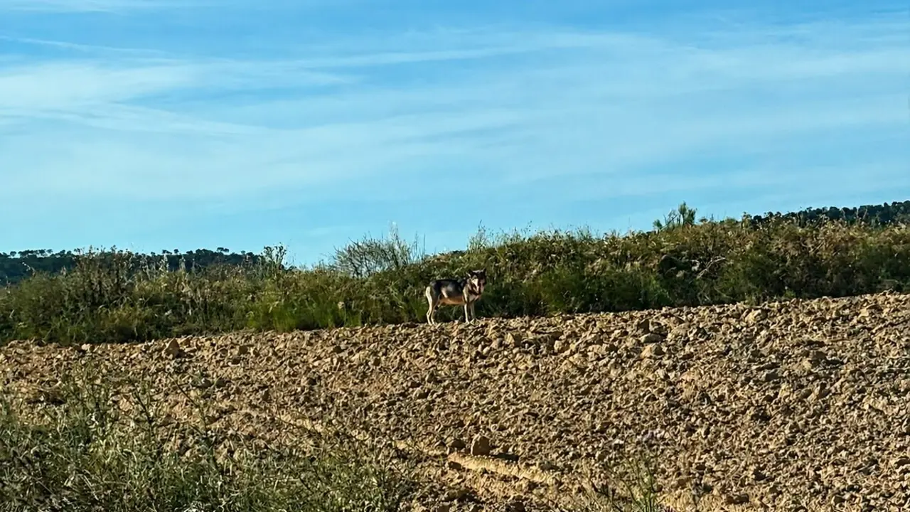20260702 Alca&ntilde;iz ataques Lobo
