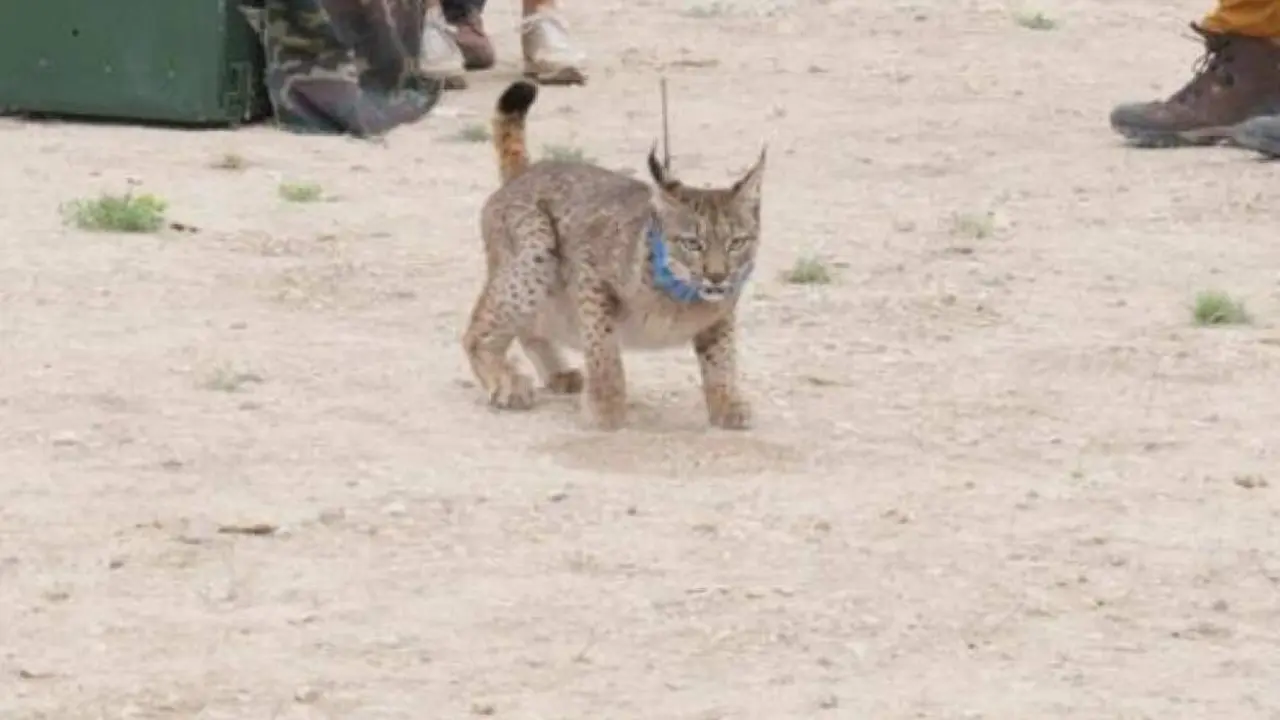 20260707 waka muere lince iberico