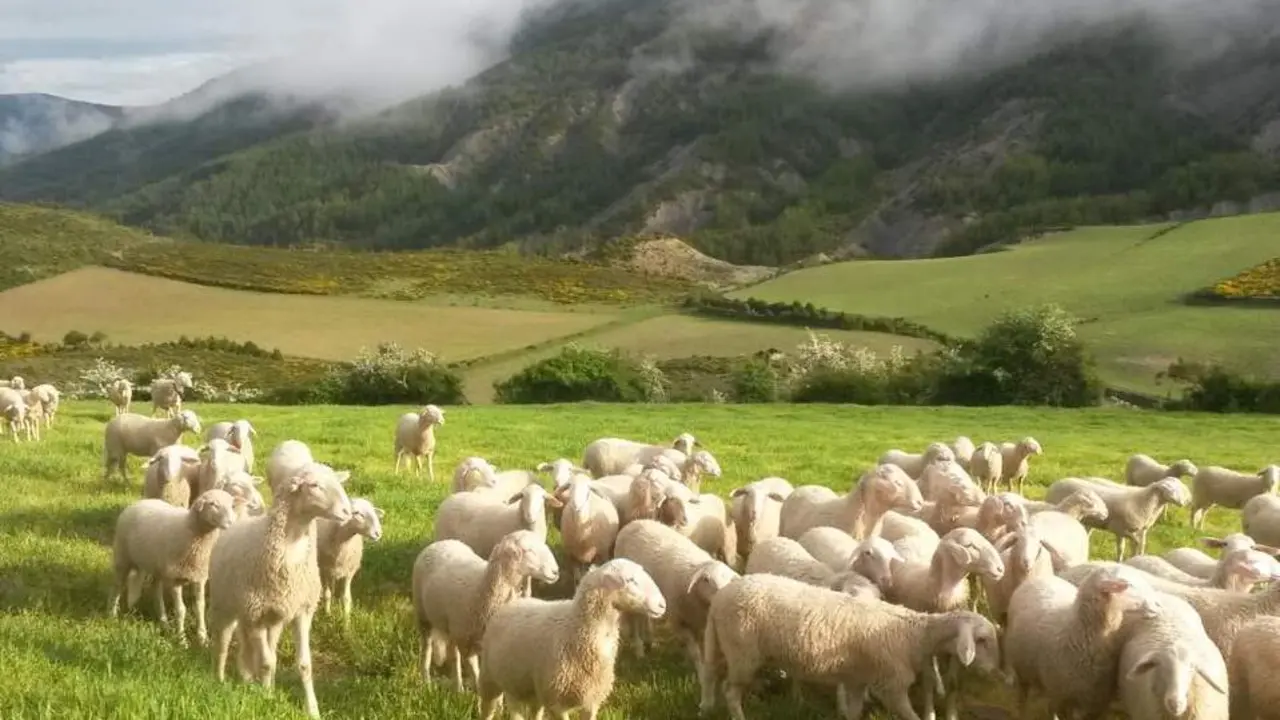 20260712 ayudas europeas PAC ovino ganaderia