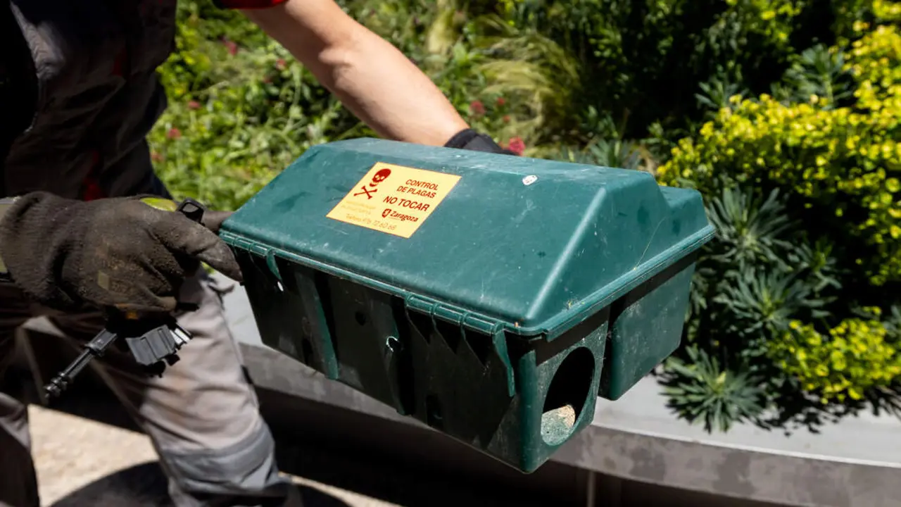 Operario colocando trampas con cebo para los roedores en la plaza de Miguel Salamero