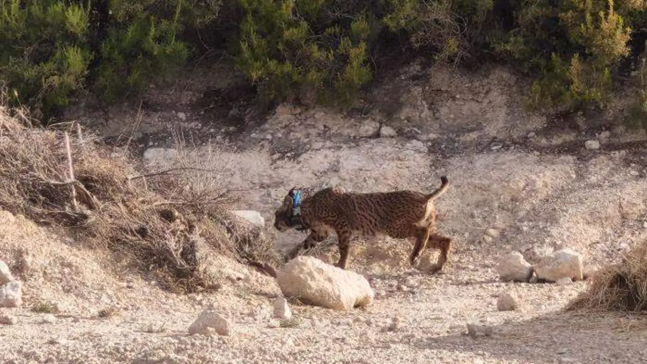 20260723 Walqa lince iberico aragon 1 a&ntilde;o