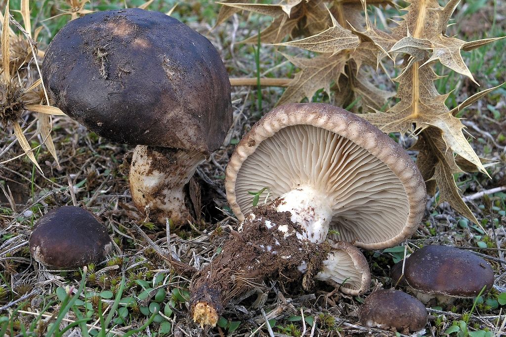 Pleurotus-eryngii-seta-cardo-albarracin
